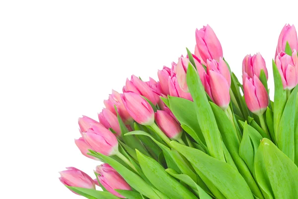 Boeket tulpen geïsoleerd op witte achtergrond — Stockfoto