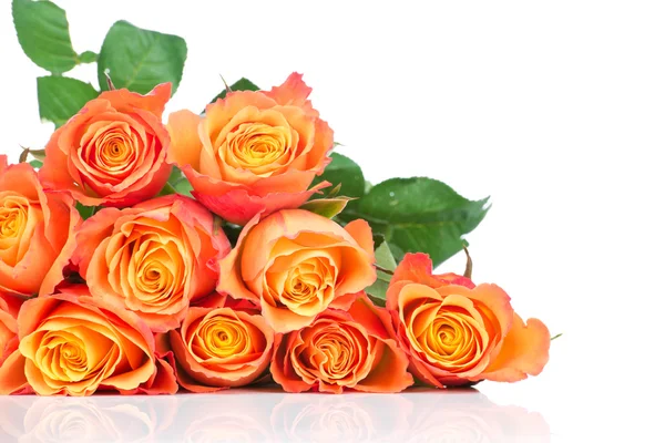 Oranžové růže na bílém pozadí — Stock fotografie