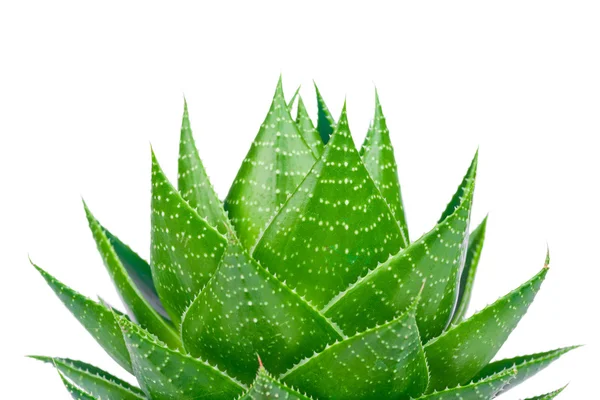 Aloe beyaz arkaplanda izole edildi