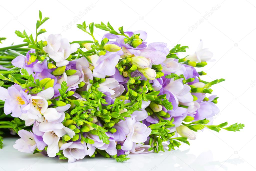 Lilac freesia isolated on white