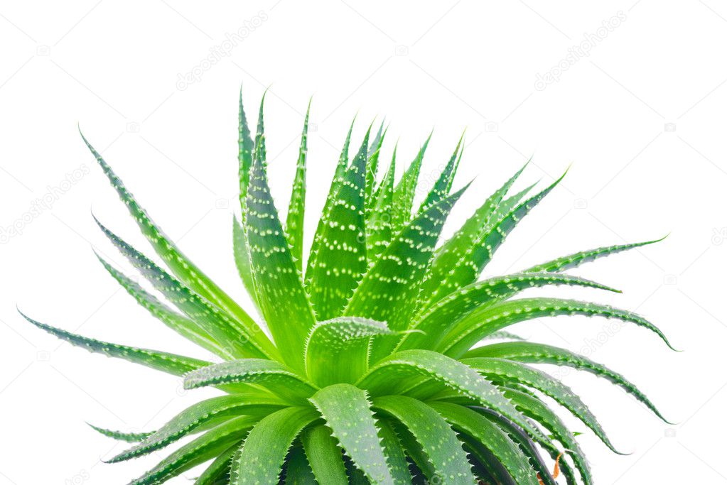 Aloe isolated on white background