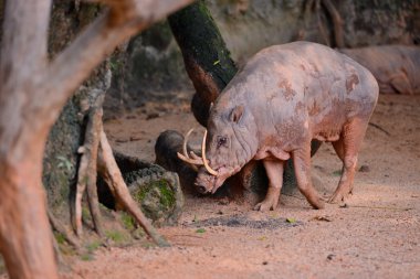 Babirussa