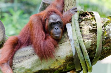 Ağaç (pongo pygmaeus orangutan)