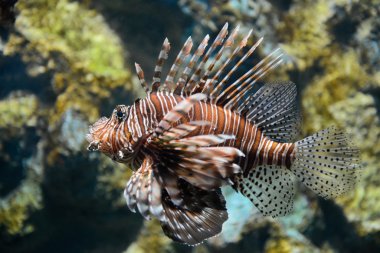 lionfish portresi