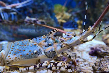 Homarus gammarus. Mavi ıstakoz