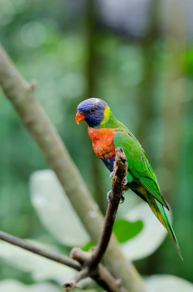 Colorful macaw sitting on the branch — Stock Photo, Image