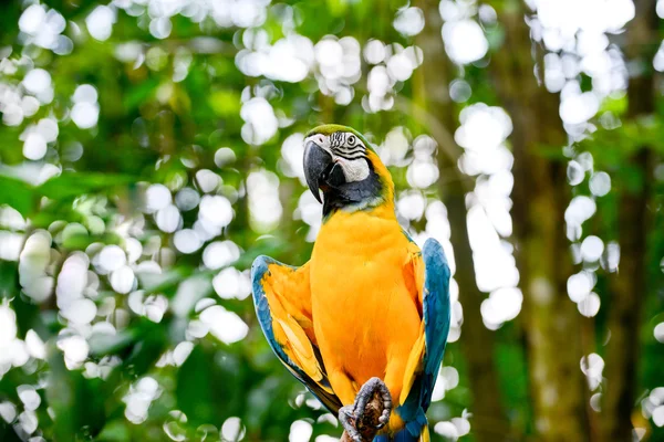 Colorful blue parrot sits on the stick — Stock Photo, Image