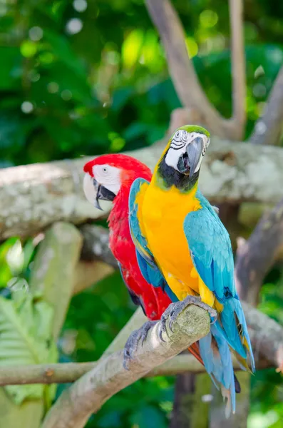 Colorful macaws sitting on the branch — Stock Photo, Image