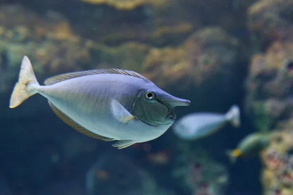 Immagine ravvicinata del pesce chirurgo unicorno in acqua — Foto Stock