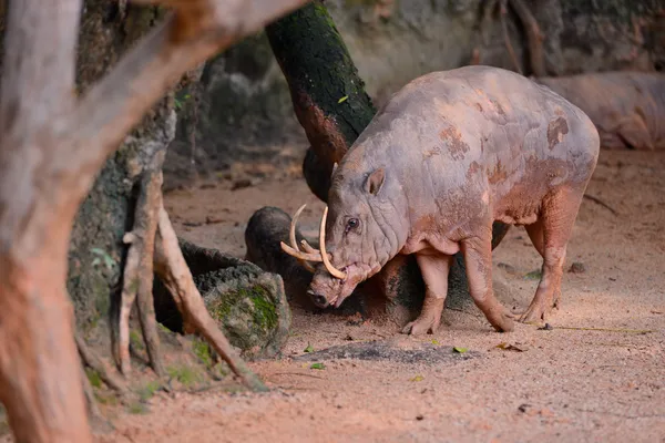 Babirussa — Zdjęcie stockowe