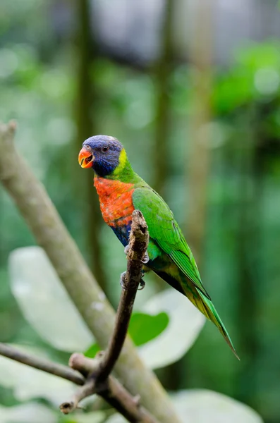 Colorful macaw sitting on the branch — Stock Photo, Image