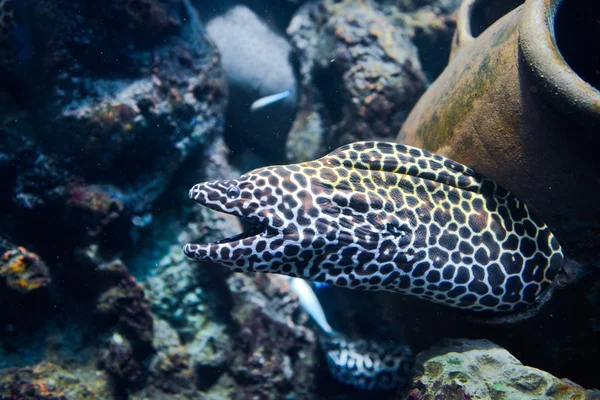 在珊瑚礁中的股价的马里 (Gymnothorax favagineus) — 图库照片