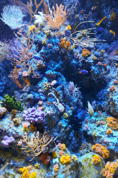 Recifes de corais — Fotografia de Stock