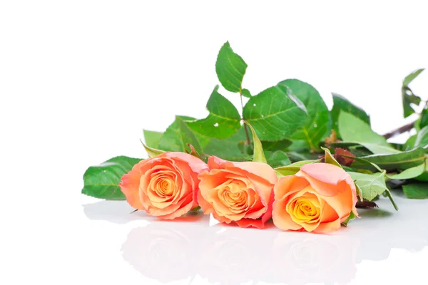 Rosas laranja sobre fundo branco — Fotografia de Stock