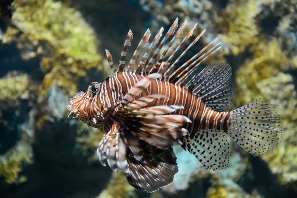 Retrato de peixe-leão — Fotografia de Stock