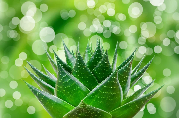 Aloe cosmo — Stockfoto