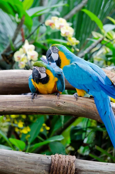 Colorful macaws sitting on the branch — Stock Photo, Image