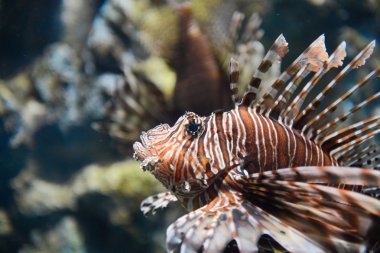 lionfish portresi