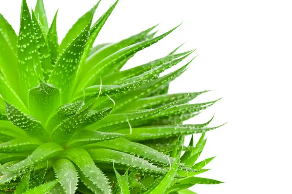 Grüne Aloe — Stockfoto