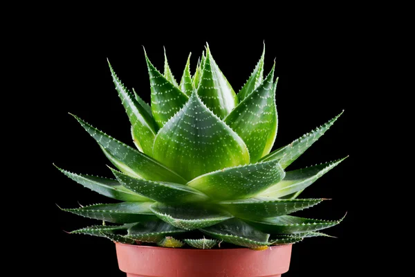 Aloe on black background — Stock Photo, Image