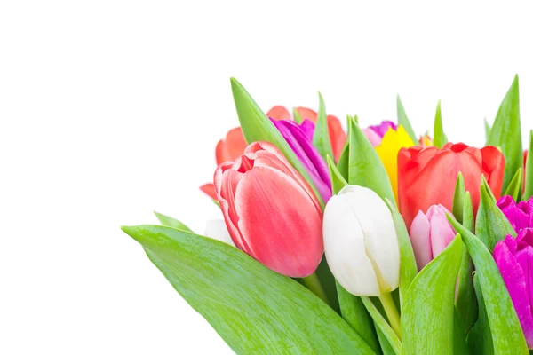 Тюльпани на білому тлі — стокове фото
