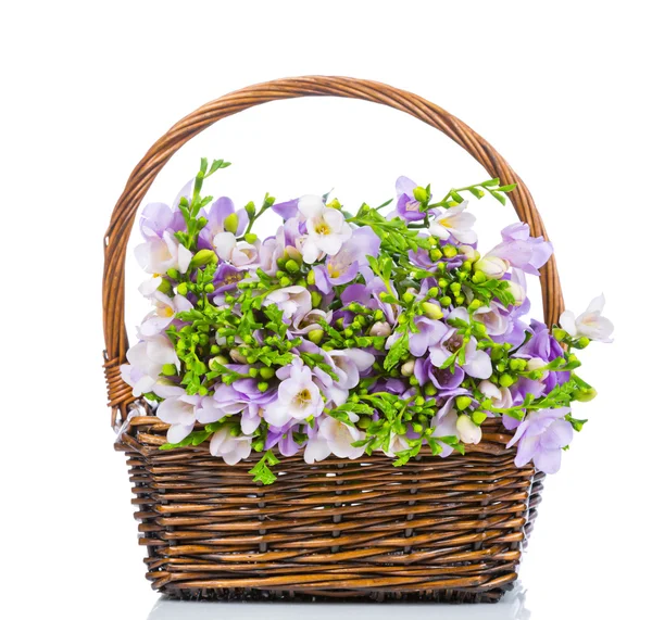 Lilac freesia in the wicker — Stock Photo, Image