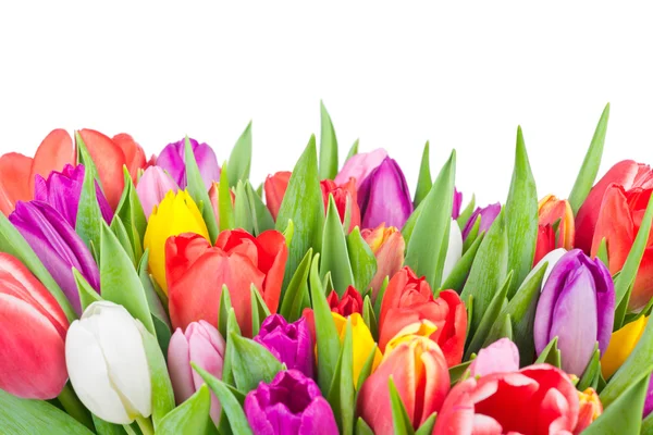 Tulipani su sfondo bianco — Foto Stock