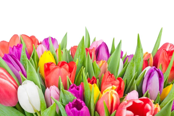 Tulpen auf weißem Hintergrund — Stockfoto