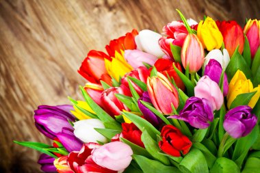 Tulips on wooden background clipart