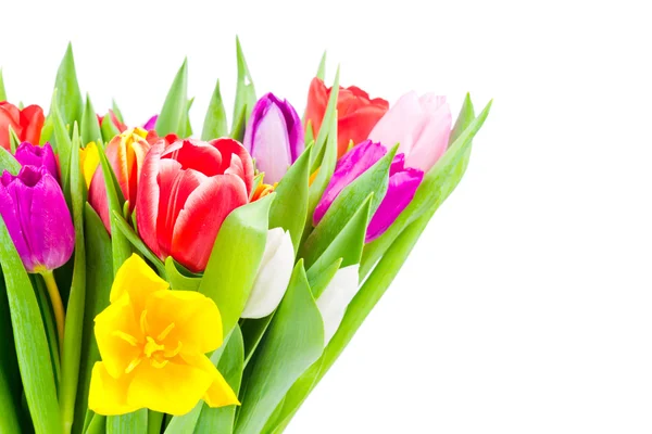 Mélanger les fleurs de tulipes — Photo