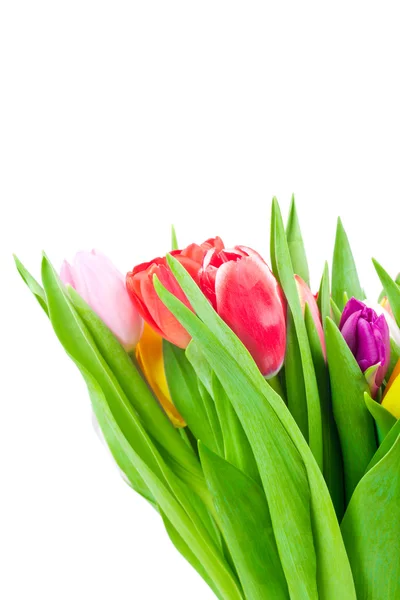 Fiori di tulipani di mescolanza — Foto Stock