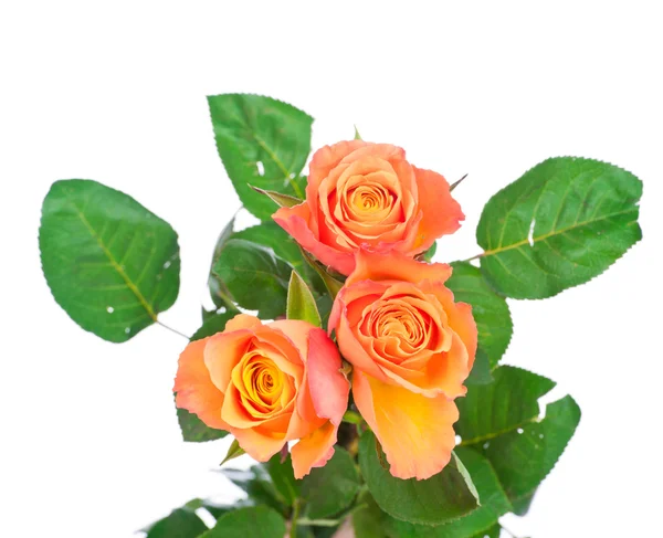 Roses orange sur fond blanc — Photo