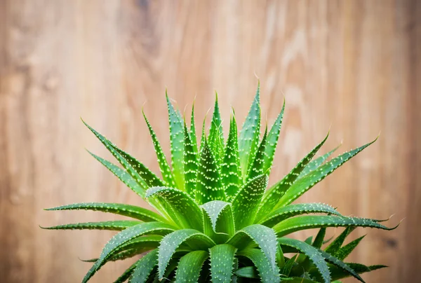 Aloe na dřevěné pozadí — Stock fotografie