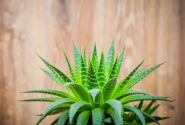Aloe ahşap zemin üzerinde