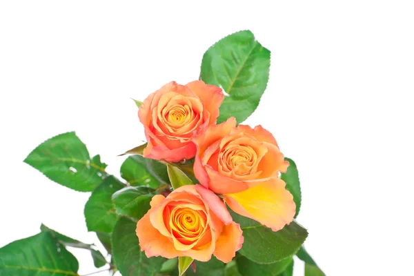 Roses orange sur fond blanc — Photo