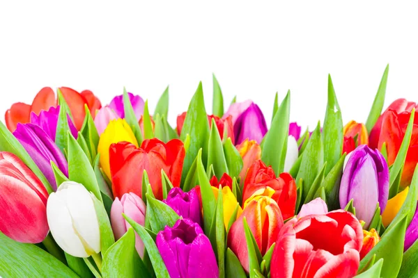 Tulpen op witte achtergrond — Stockfoto