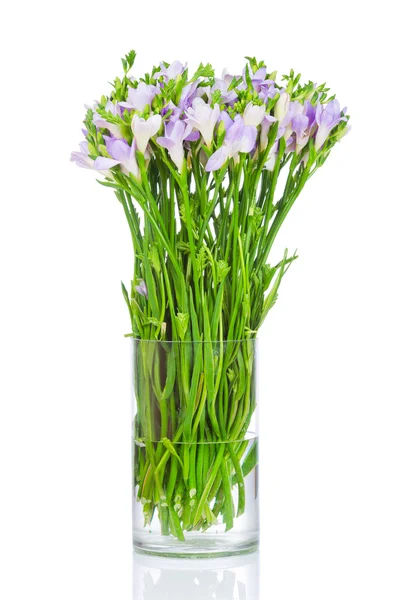 Freesia flowers in the vase — Stock Photo, Image