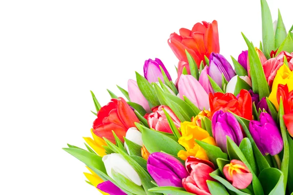 Tulpen auf weißem Hintergrund — Stockfoto