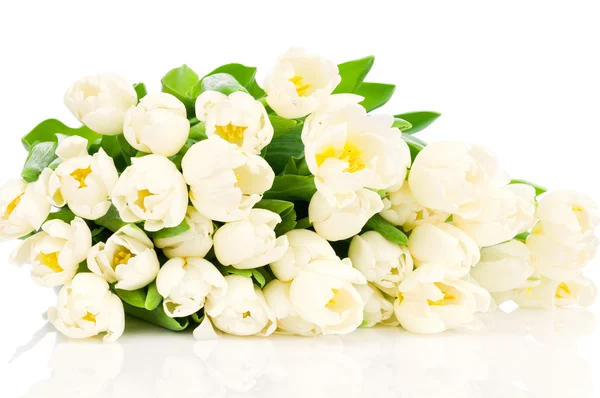 白地にチューリップの花 — ストック写真
