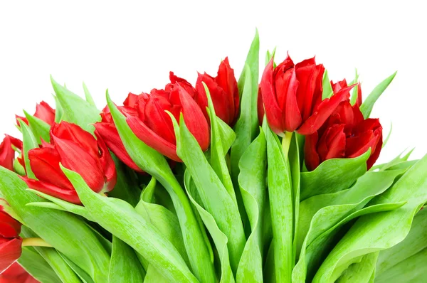 Tulpen auf weißem Hintergrund — Stockfoto