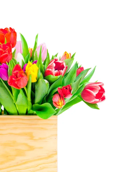 Tulipes fleurs dans la boîte — Photo