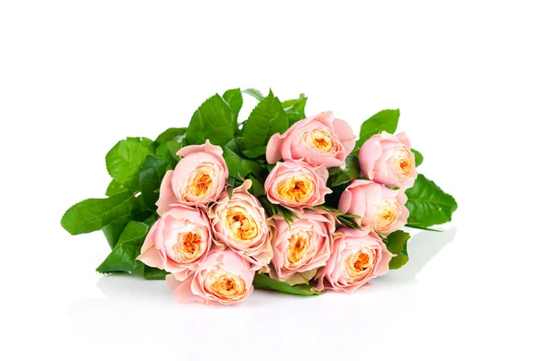 Róże na białym tle — Zdjęcie stockowe