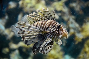 egzotik lionfish