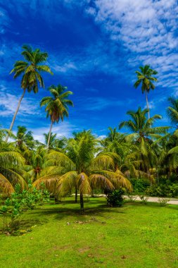 Hindistan cevizi avuç içi