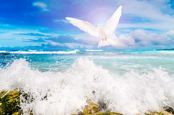 Bird above the ocean — Stock Photo, Image