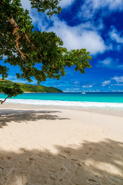 Tropisch strand — Stockfoto