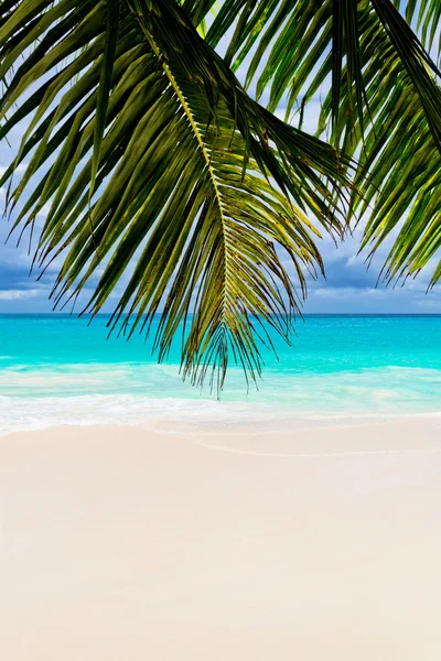 Tropical beach — Stock Photo, Image