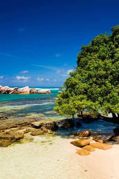 Stranden i Seychellerna — Stockfoto