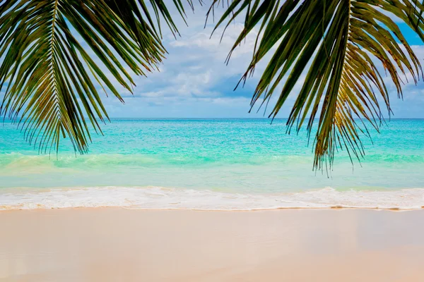 Tropical beach — Stock Photo, Image