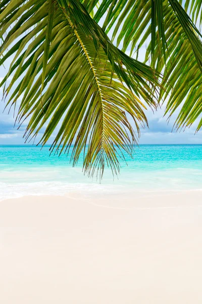 Tropical beach — Stock Photo, Image